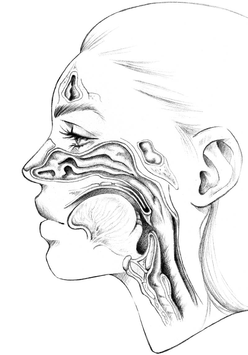 Detailaufbau von Nase und Rachen im Querschnitt